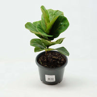 Bambino Fiddle Leaf Fig - 13cm Pot Folia House
