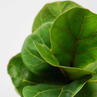Bambino Fiddle Leaf Fig - 13cm Pot Folia House