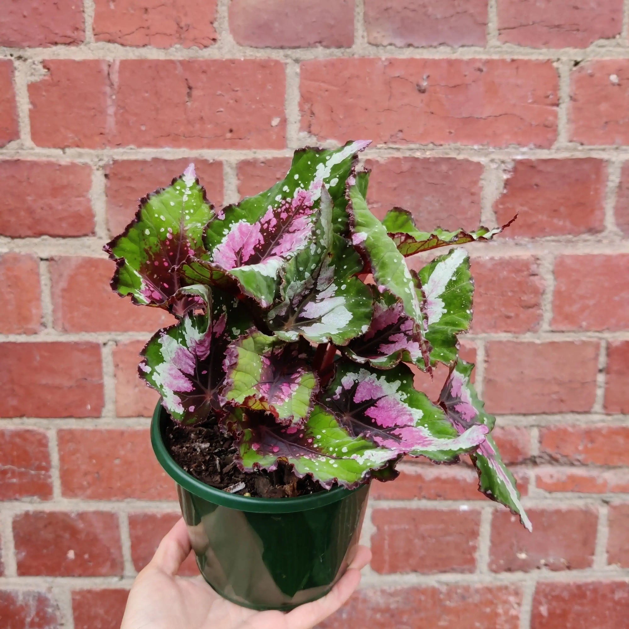 Begonia Alaskan Creek - 13cm pot Folia House