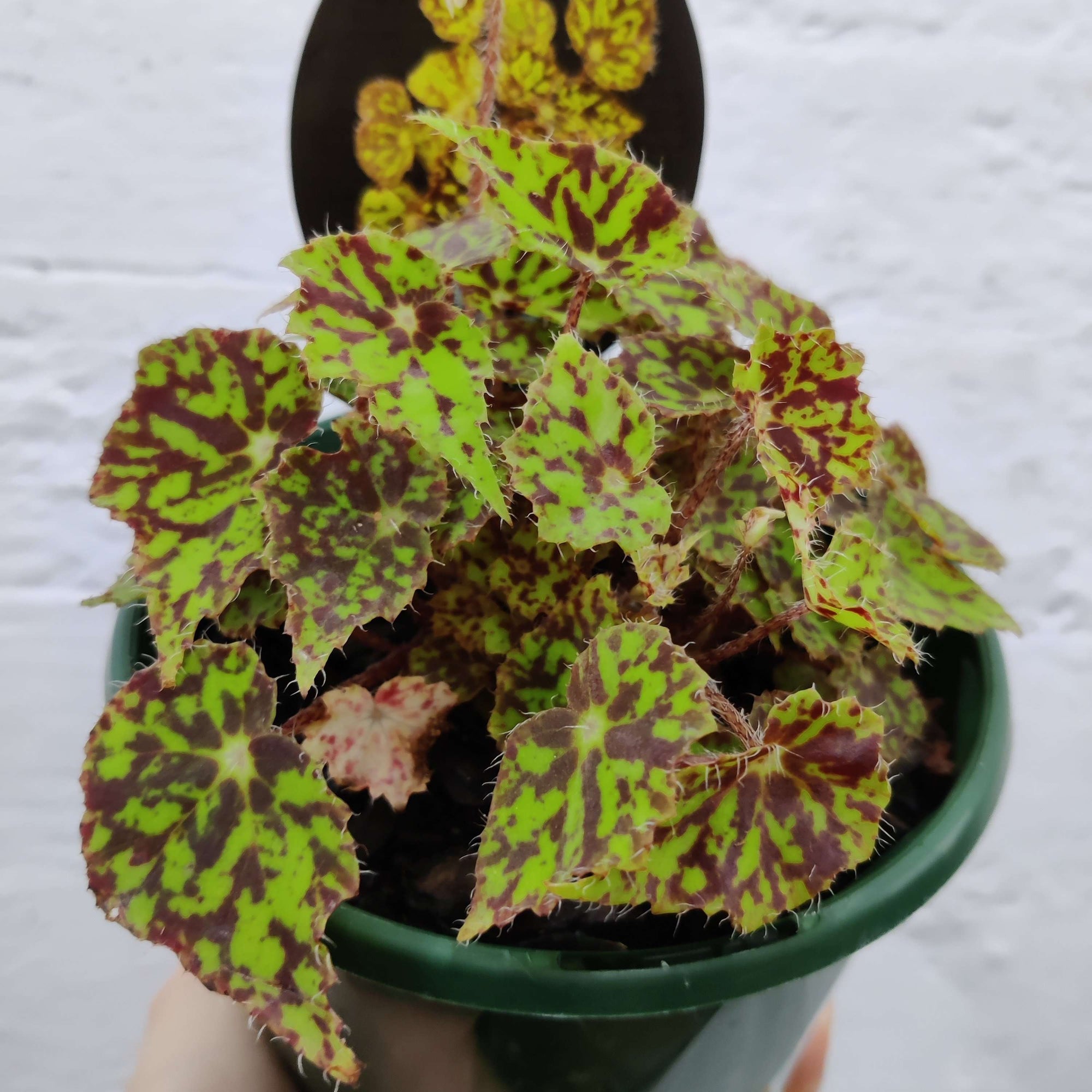 Begonia Bright Eyes Folia House