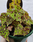 Begonia Bright Eyes Folia House