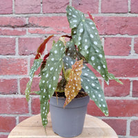 Begonia Maculata - 12cm Pot Folia House