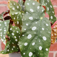 Begonia Maculata - 12cm Pot Folia House