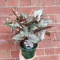 Begonia Maori Haze - 13cm pot Folia House