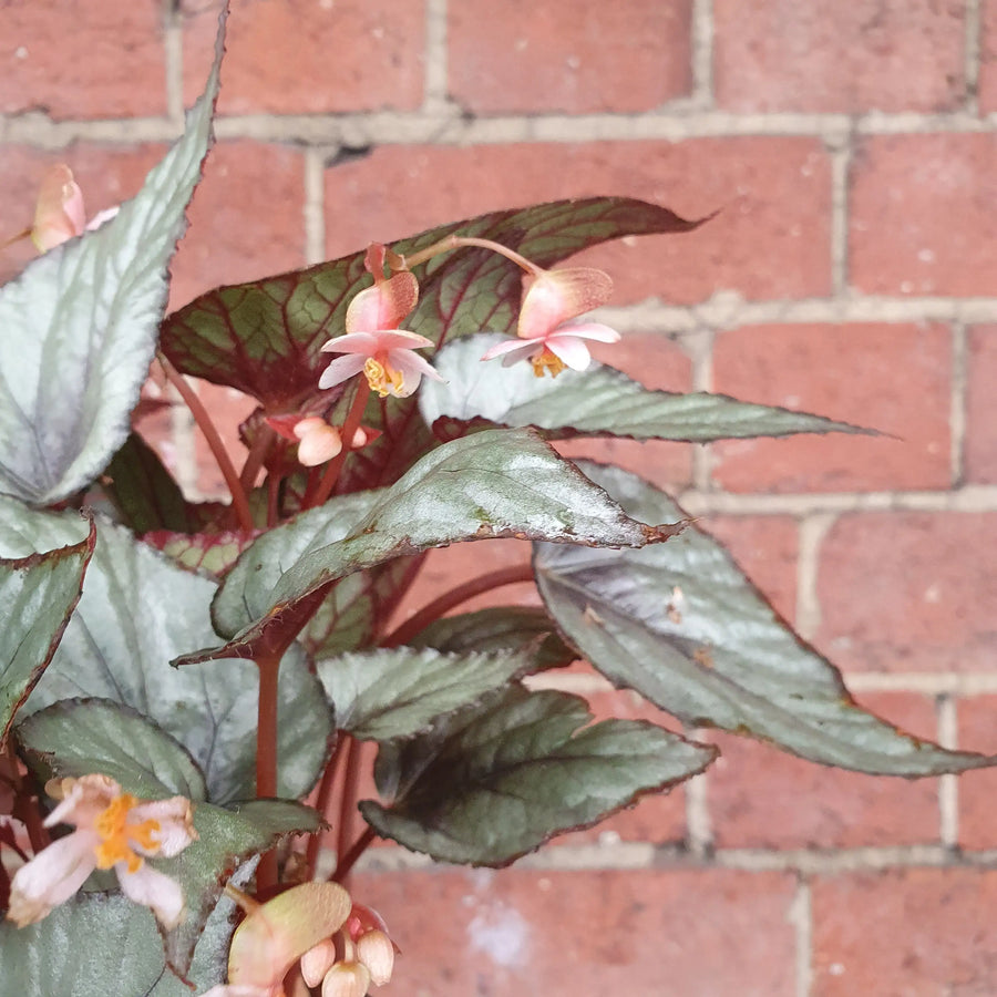 Begonia Maori Haze - 13cm pot Folia House