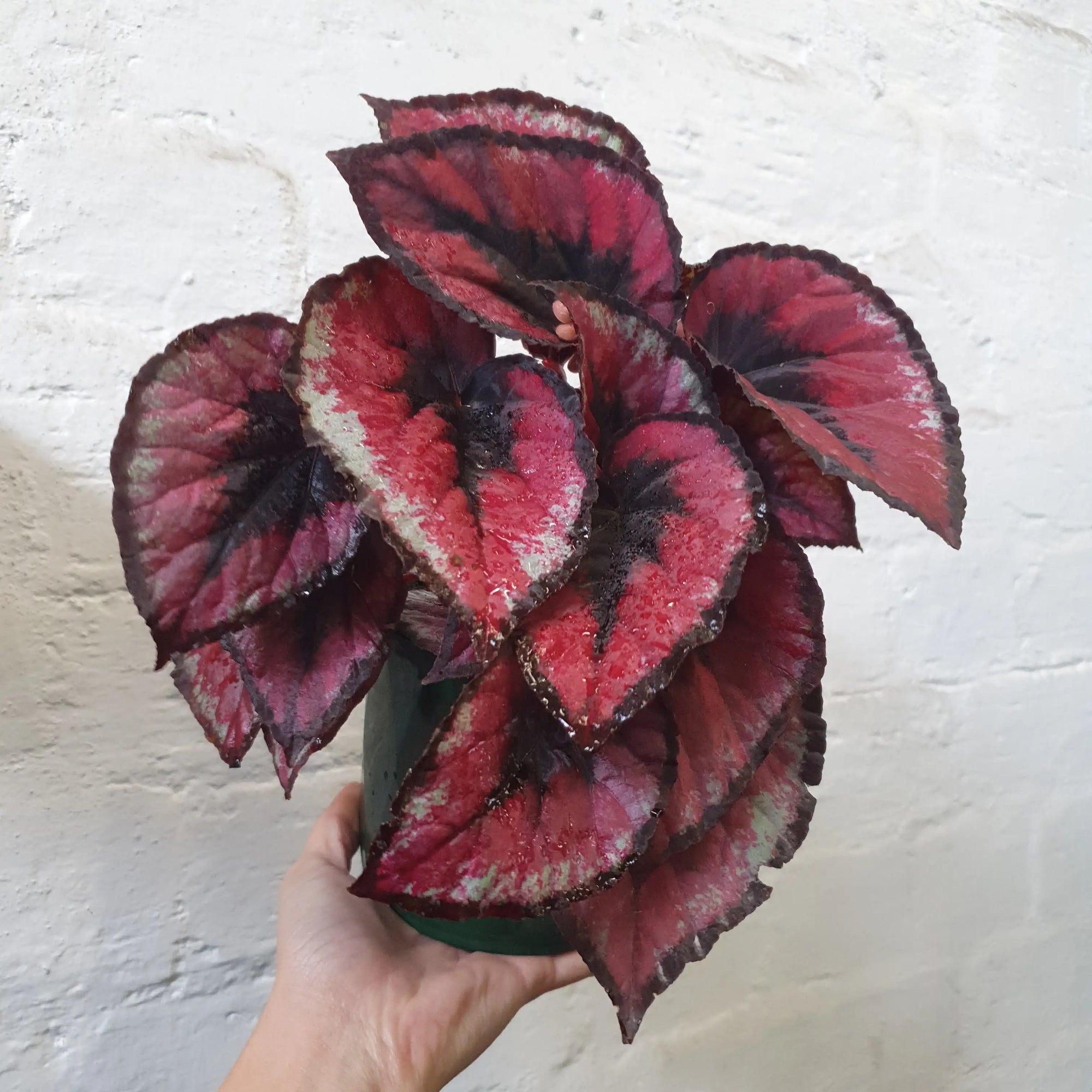 Begonia Red Kiss - 13cm pot Folia House
