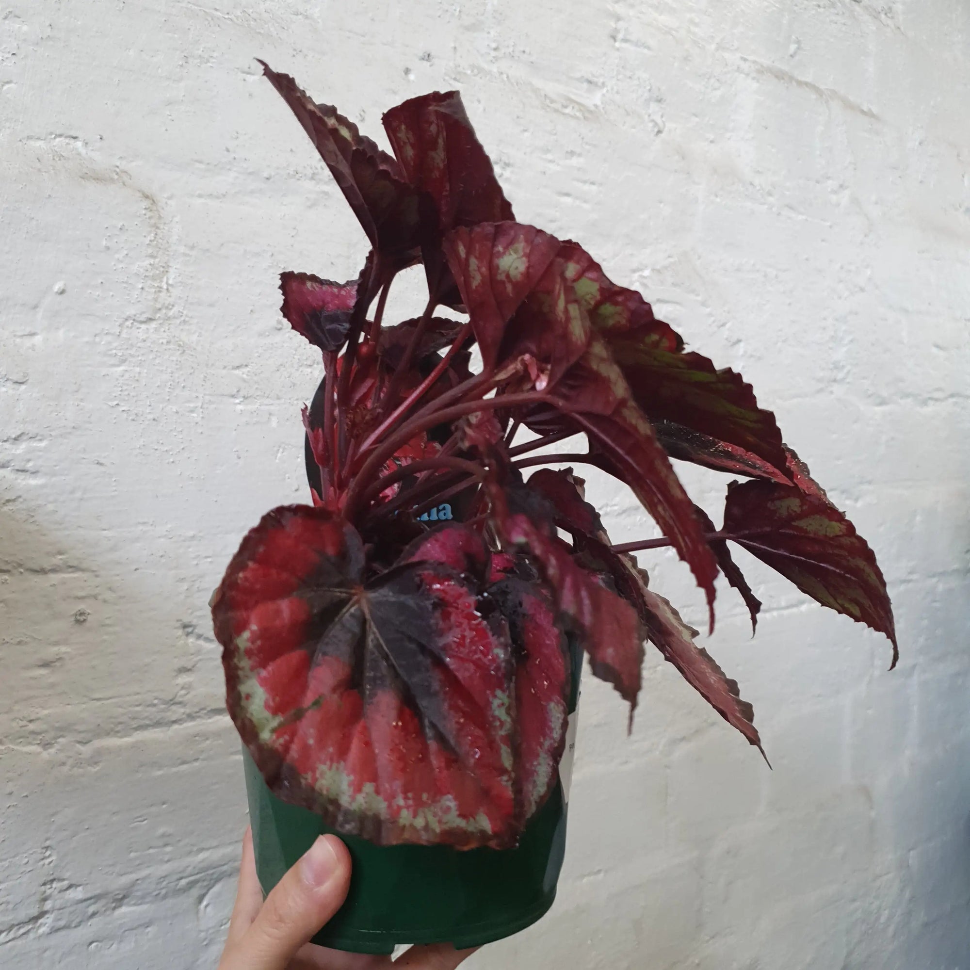 Begonia Red Kiss - 13cm pot Folia House