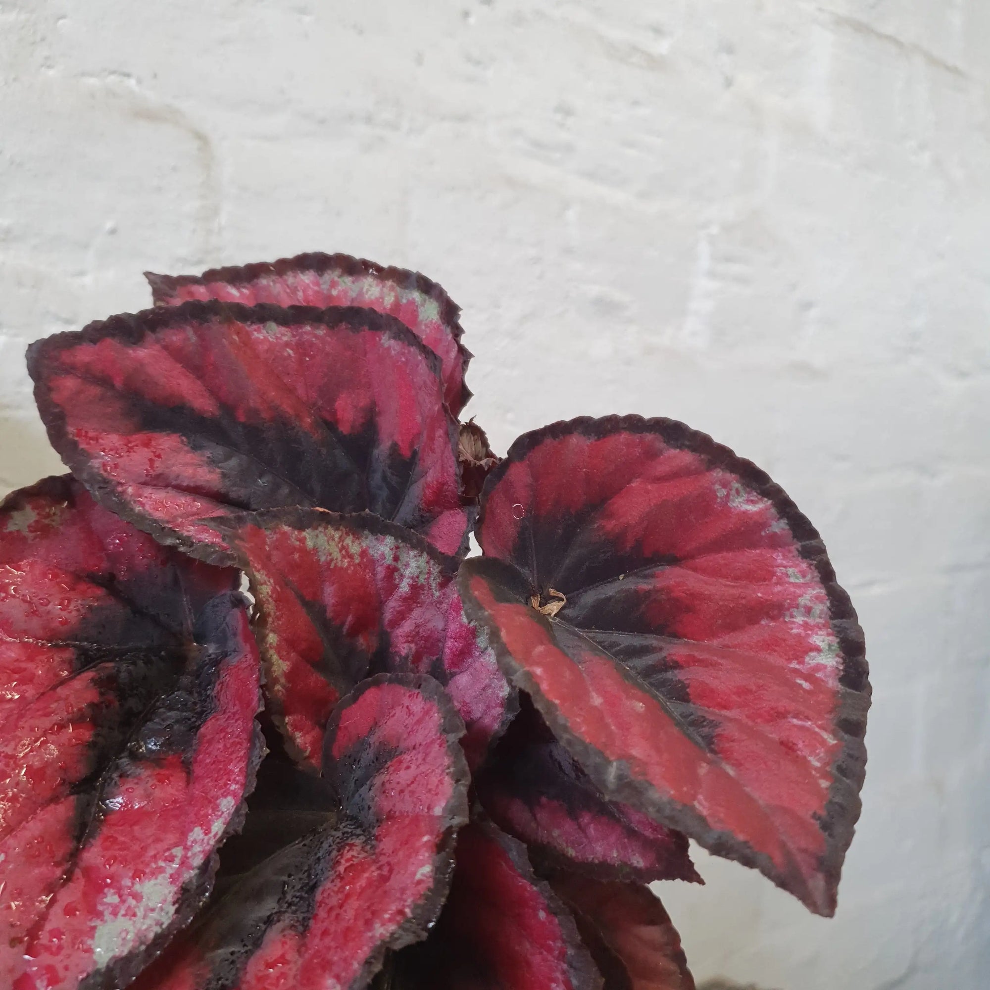 Begonia Red Kiss - 13cm pot Folia House