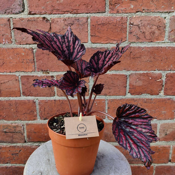 Begonia Rex Bewitched Red/Black- 12cm Pot Folia House
