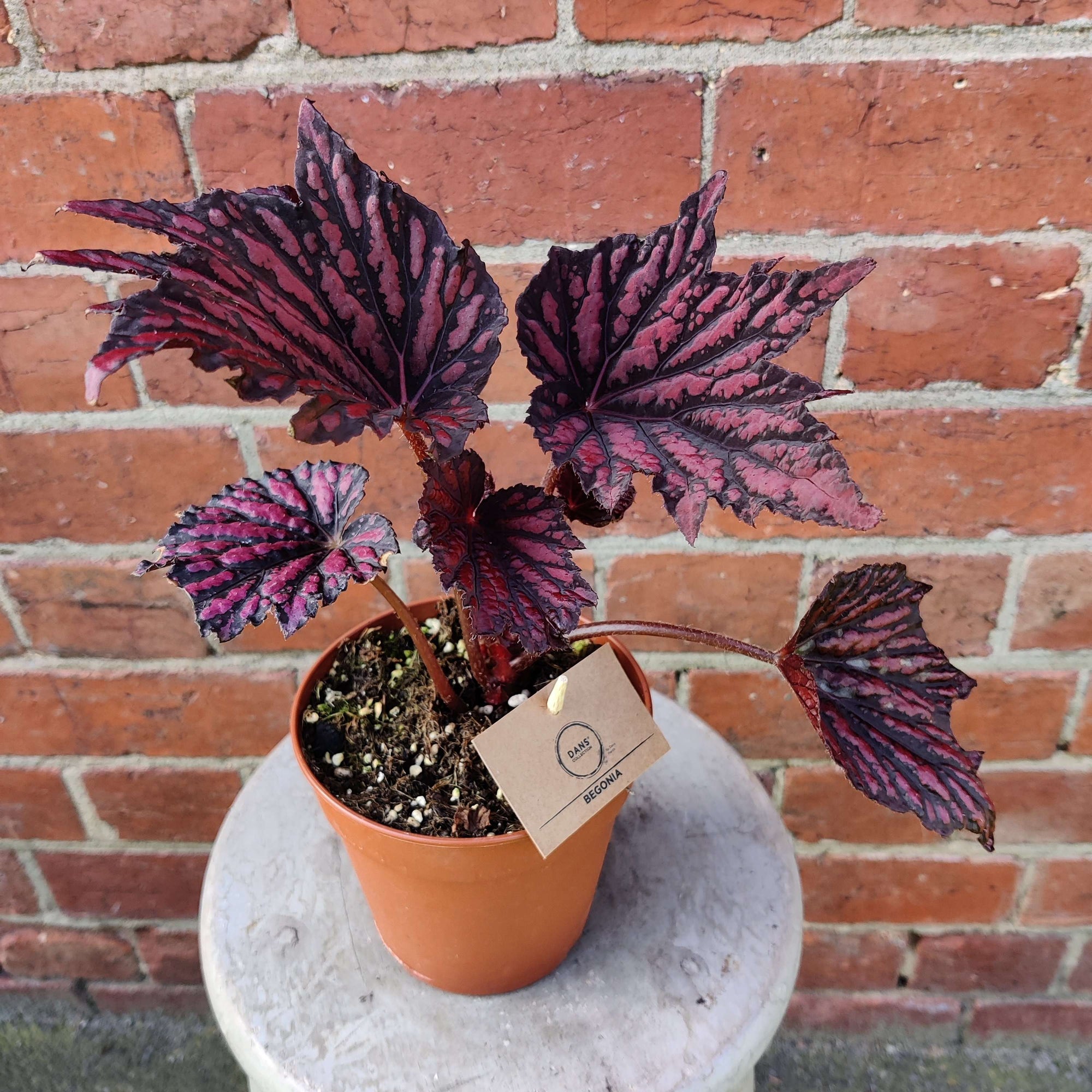 Begonia Rex Bewitched Red/Black- 12cm Pot Folia House