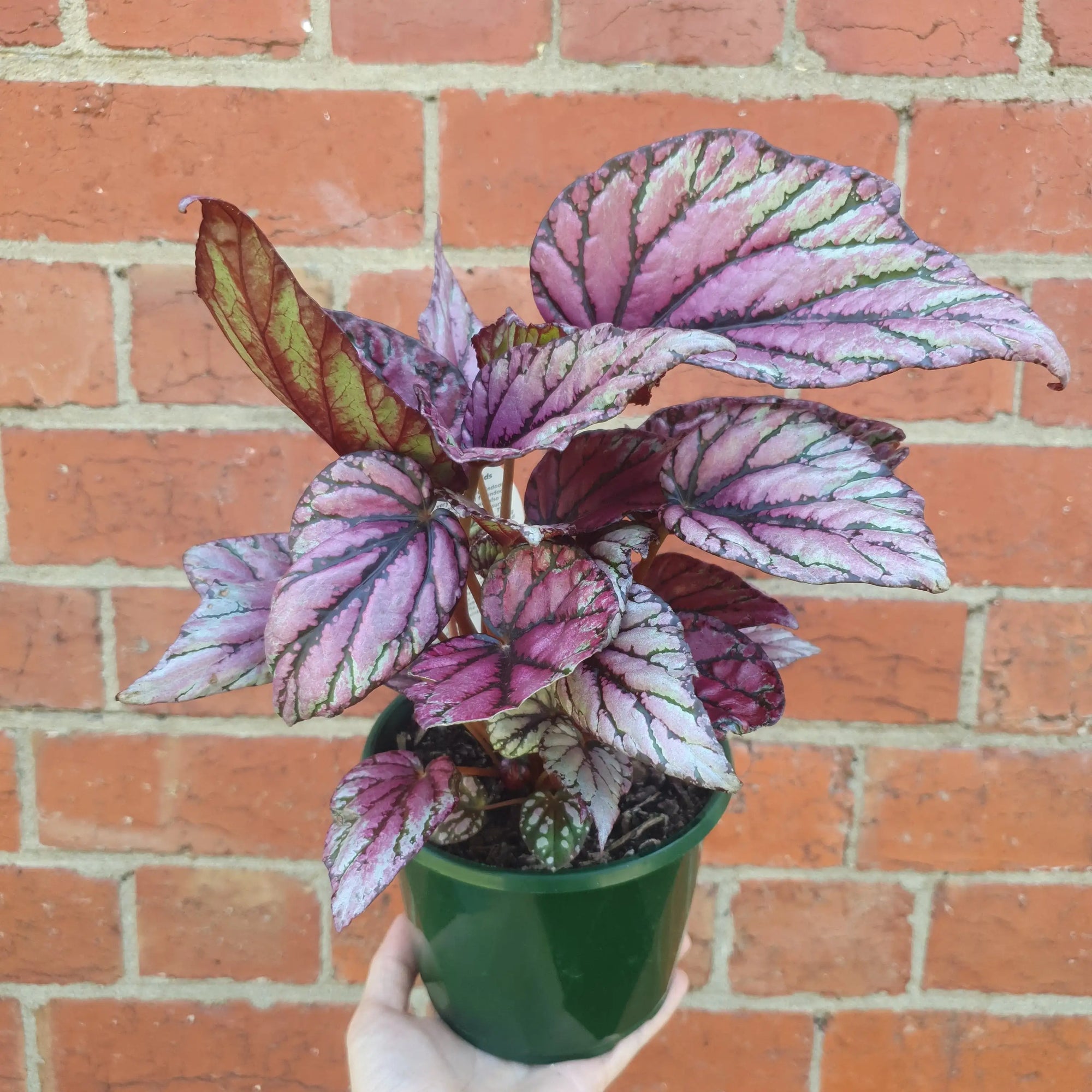 Begonia Rex Hybrids - 13cm Pot Folia House