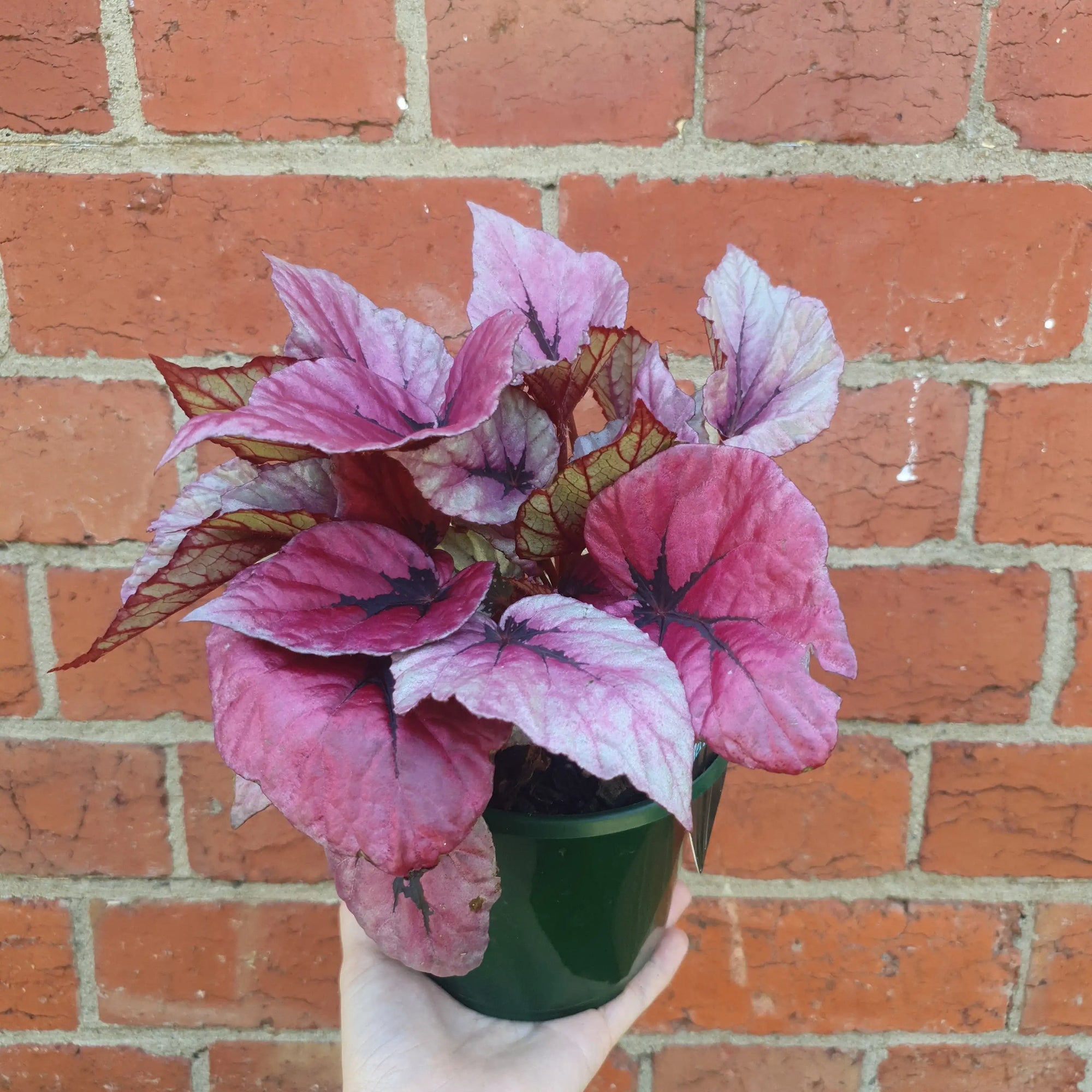 Begonia Rex Hybrids - 13cm Pot Folia House