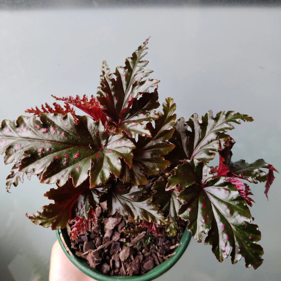 Begonia Serratipetala - 13cm pot Folia House