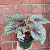 Begonia Speckles- 13cm pot Folia House