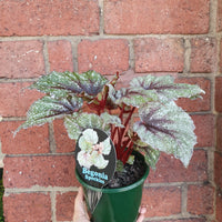Begonia Speckles- 13cm pot Folia House