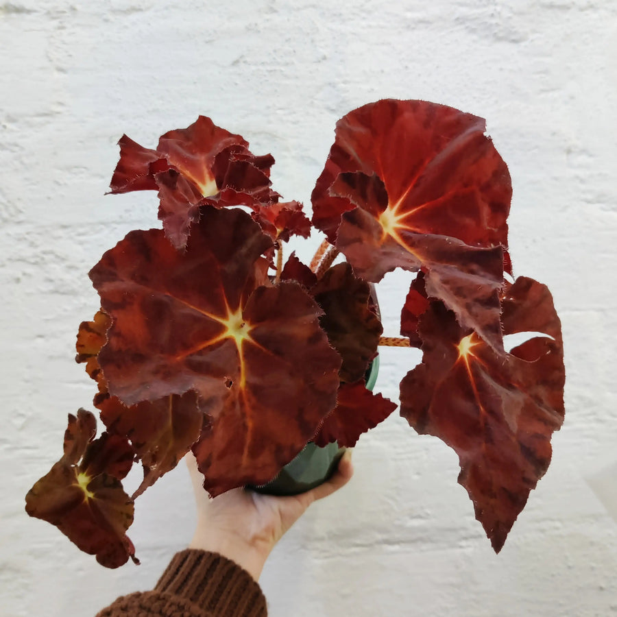 Begonia sunset blaze - 13cm pot Folia House
