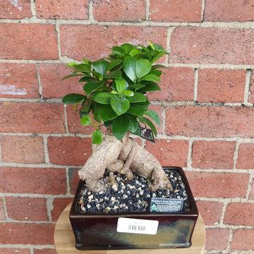 Belly Fig Bonsai Ceramic - 19cm Pot Folia House