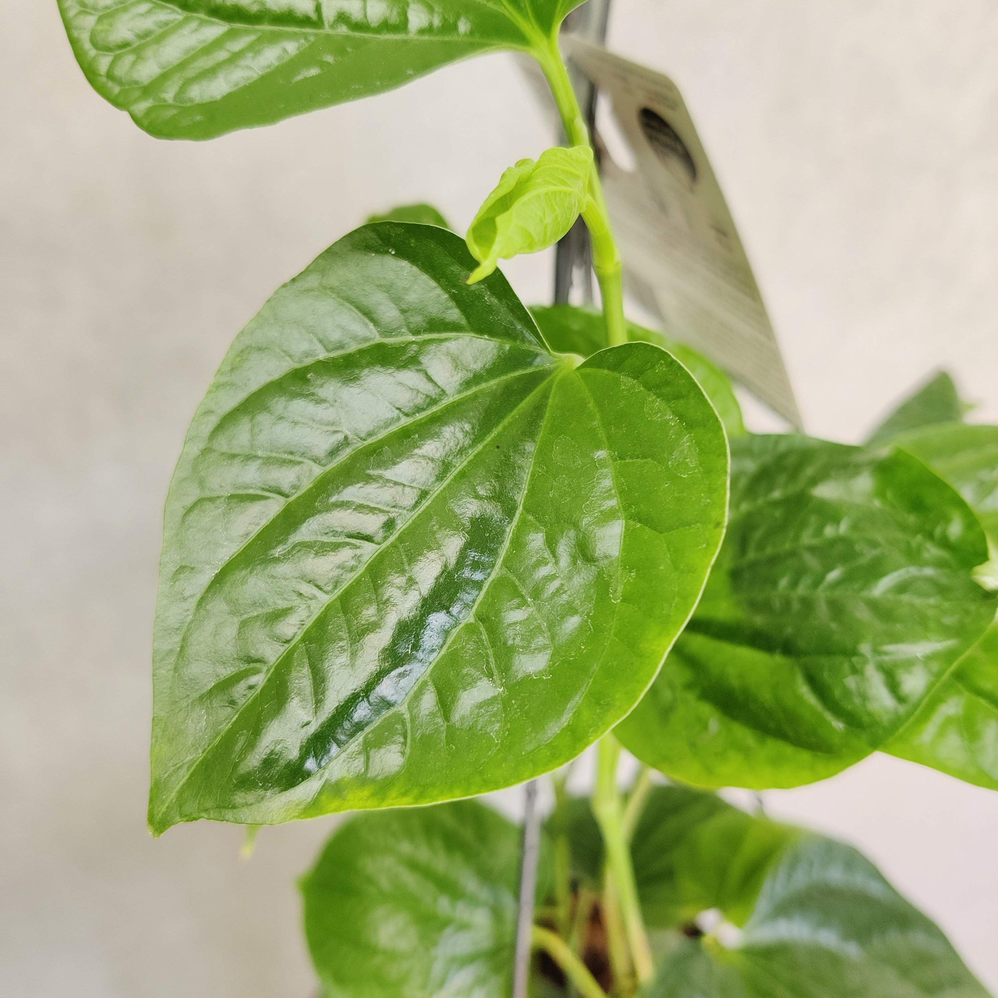 Betel Leaves Plant (Piper Crocatum Celebes Pepper) Folia House