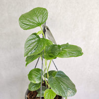 Betel Leaves Plant (Piper Crocatum Celebes Pepper) Folia House