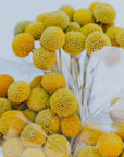 Billy Button - Dried flowers Folia House