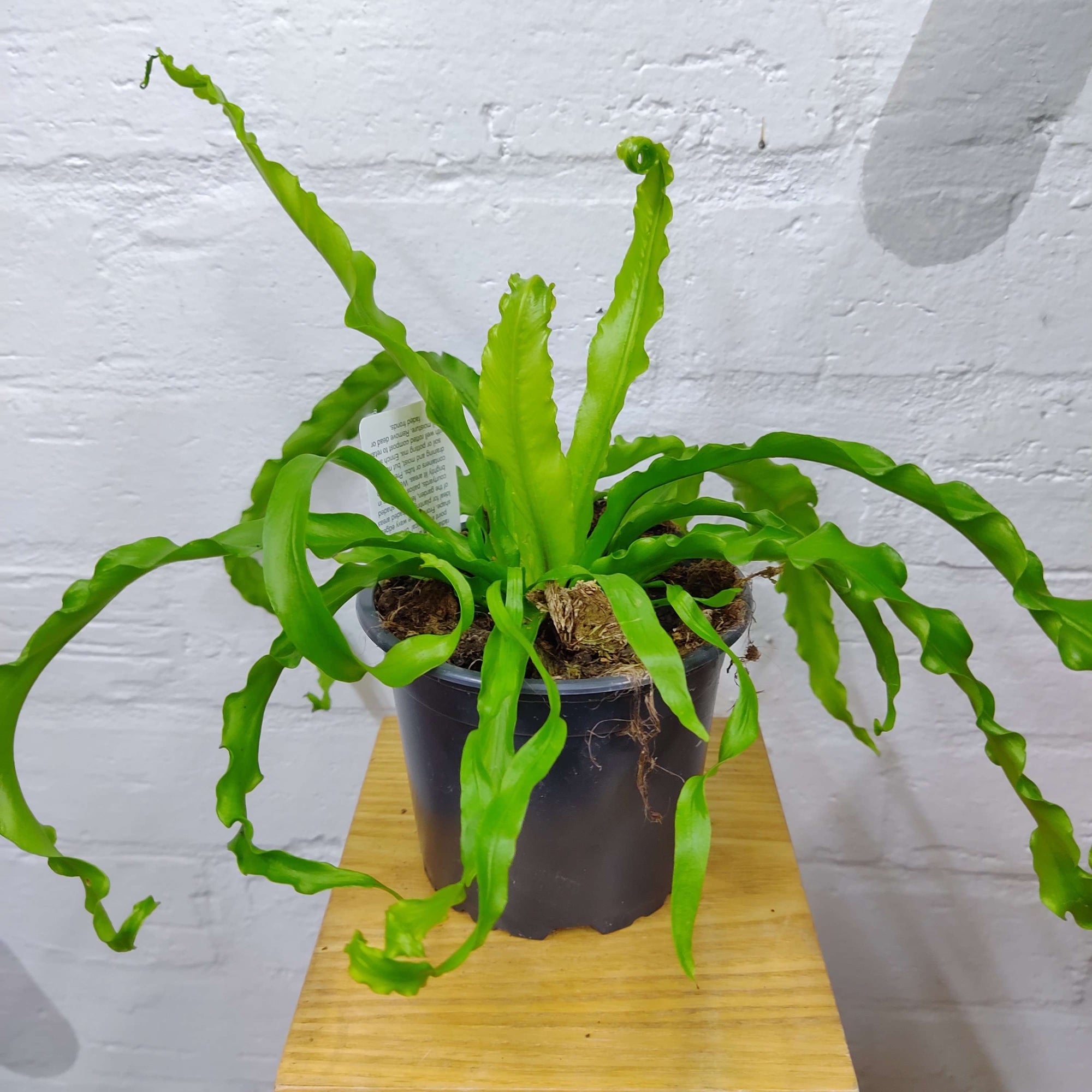 Bird Nest Fern Victoria Japanese - 11cm Pot Folia House