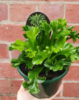 Bird nest fern Cultivars - 13cm Pot Folia House