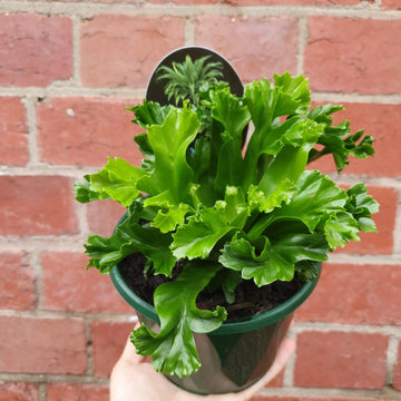 Bird nest fern Cultivars - 13cm Pot Folia House