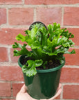 Bird nest fern Cultivars - 13cm Pot Folia House