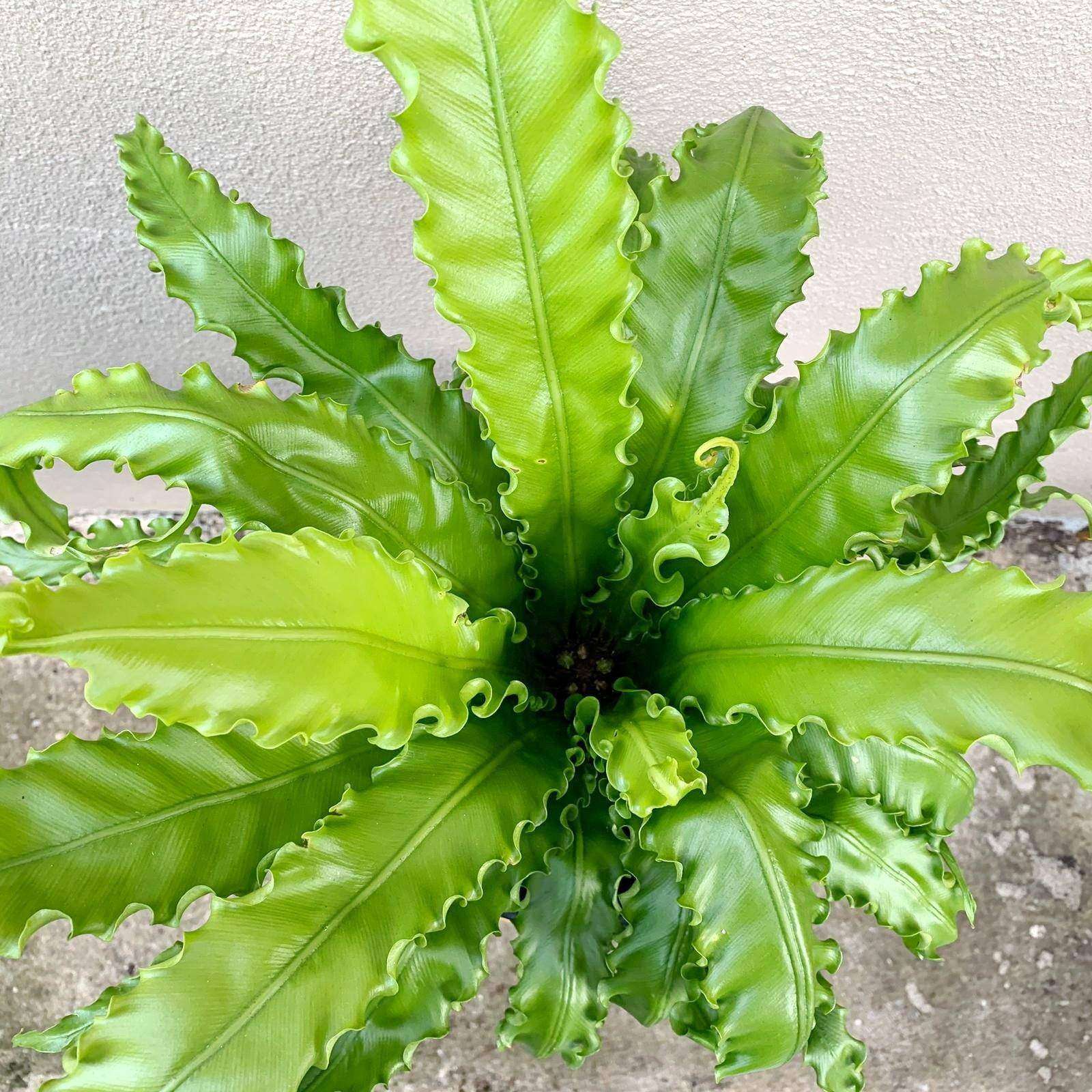 Bird nest fern (Aspleanium Nidus Osaka) - 20cm Pot Folia House