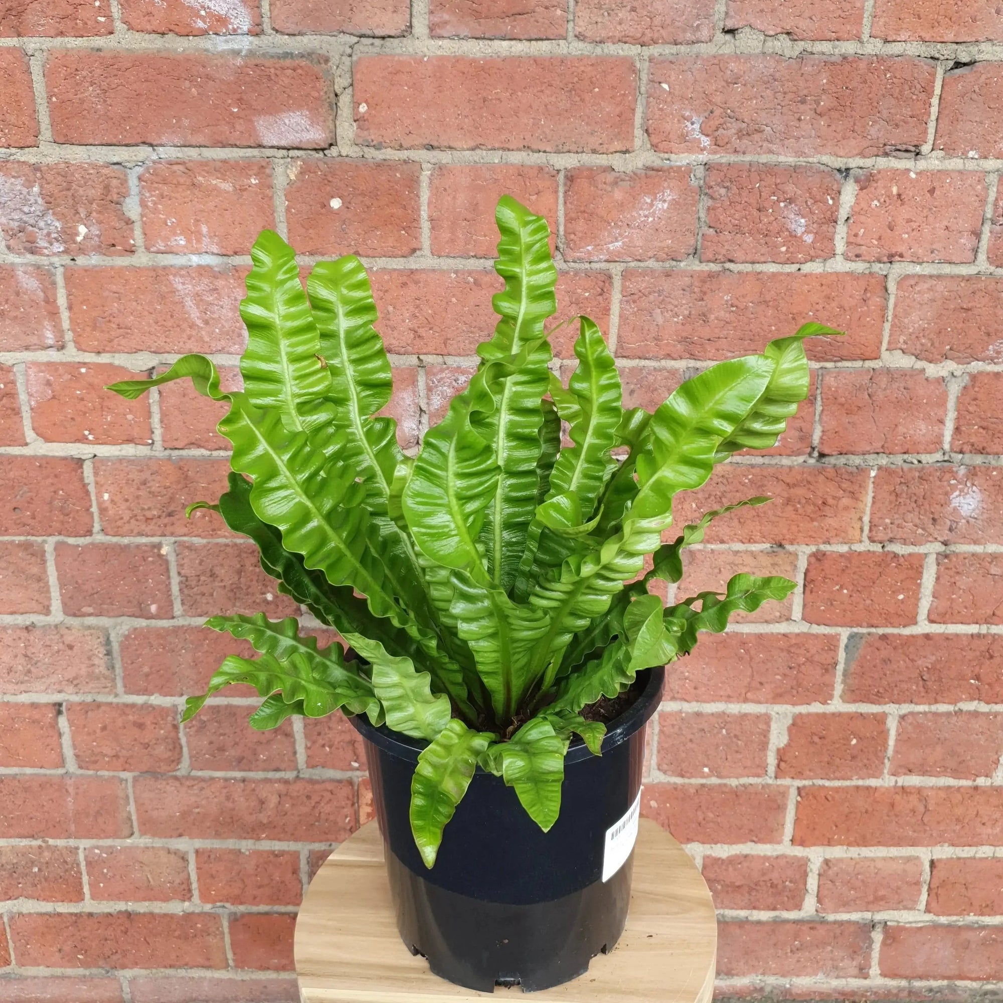 Bird nest fern (Asplenium Victoria) - 13cm Pot Folia House