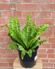 Bird nest fern (Asplenium Victoria) - 13cm Pot Folia House