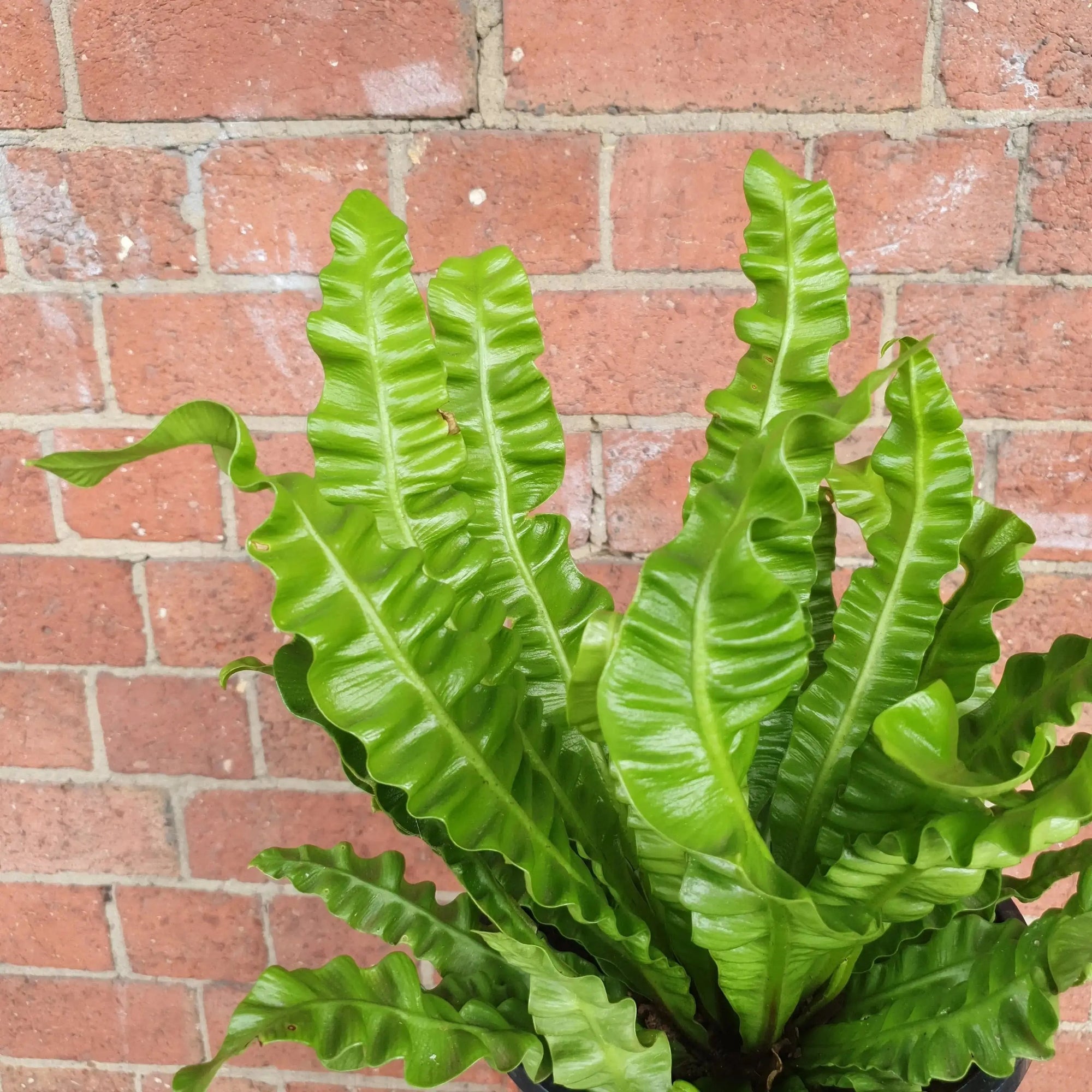 Bird nest fern (Asplenium Victoria) - 13cm Pot Folia House