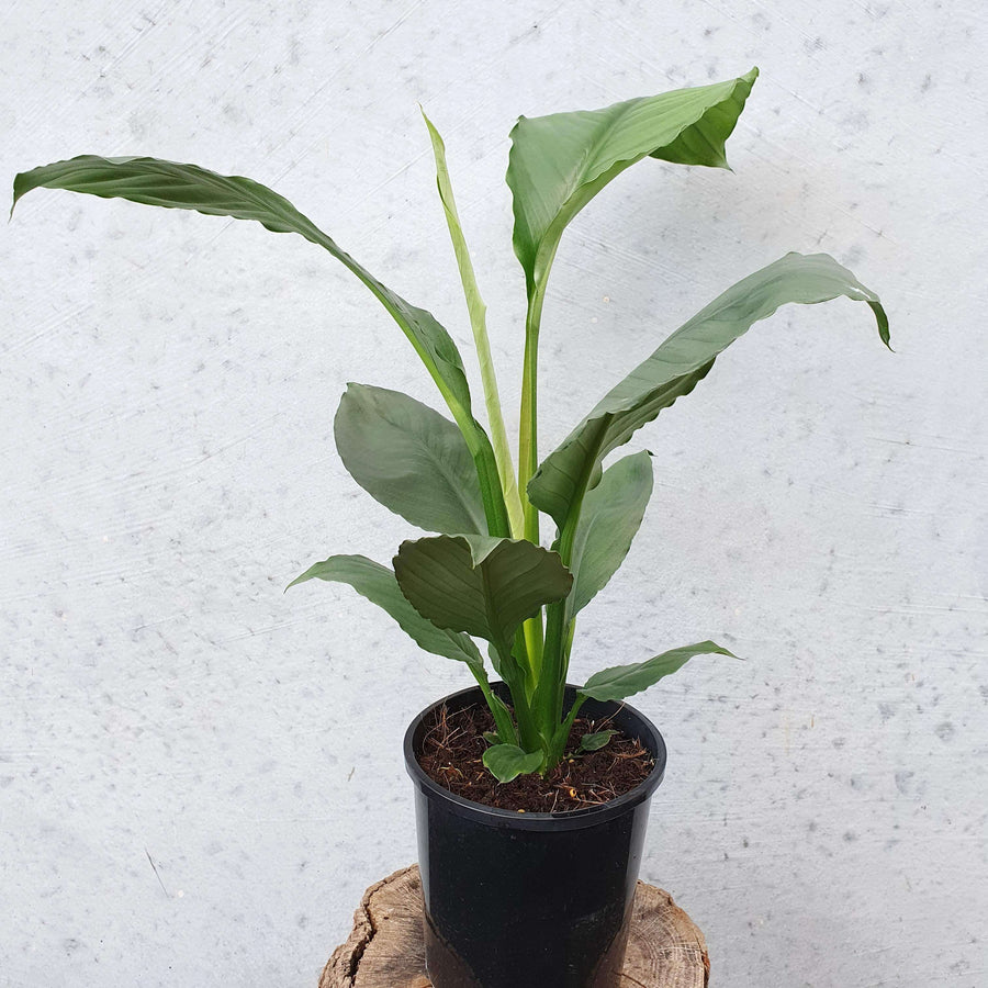 Blue Moon Peace Lily (Spathiphyllum) - 20cm Pot Folia House