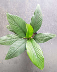 Blue Moon Peace Lily (Spathiphyllum) - 20cm Pot Folia House