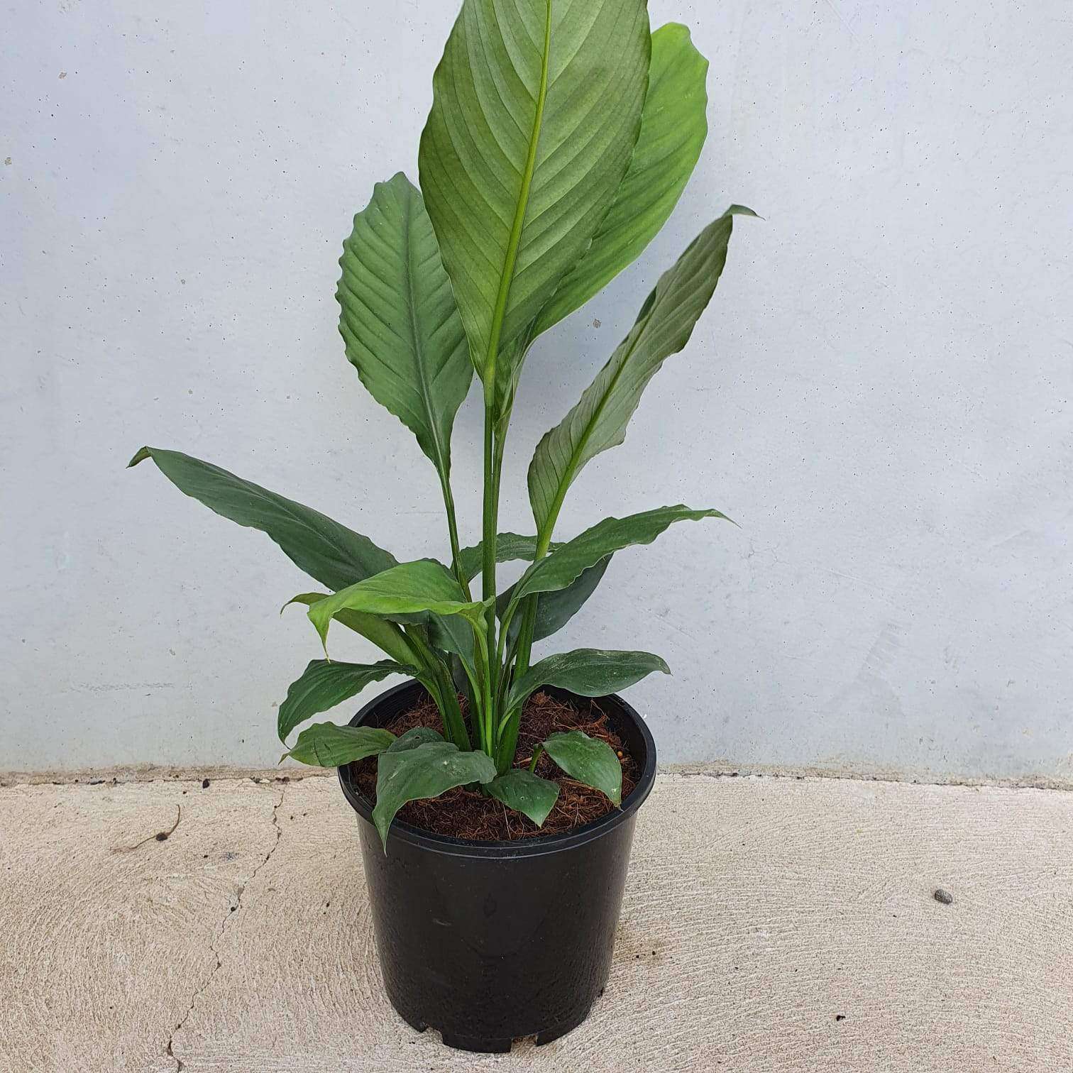 Blue Moon Peace Lily (Spathiphyllum) - 20cm Pot Folia House