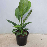 Blue Moon Peace Lily (Spathiphyllum) - 20cm Pot Folia House
