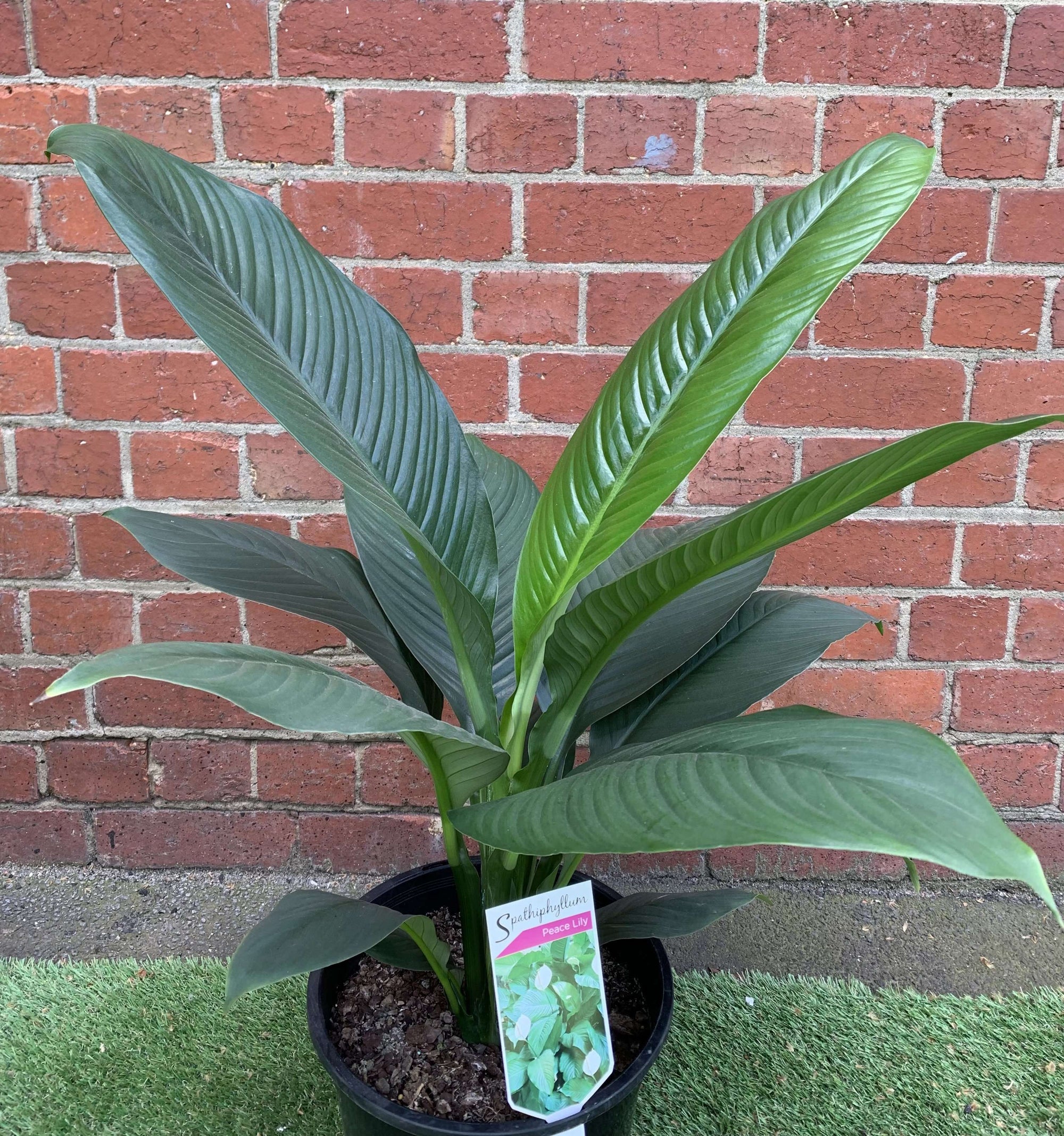 Blue Moon Peace Lily (Spathiphyllum) - 25cm Pot Folia House