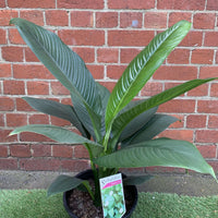 Blue Moon Peace Lily (Spathiphyllum) - 25cm Pot Folia House