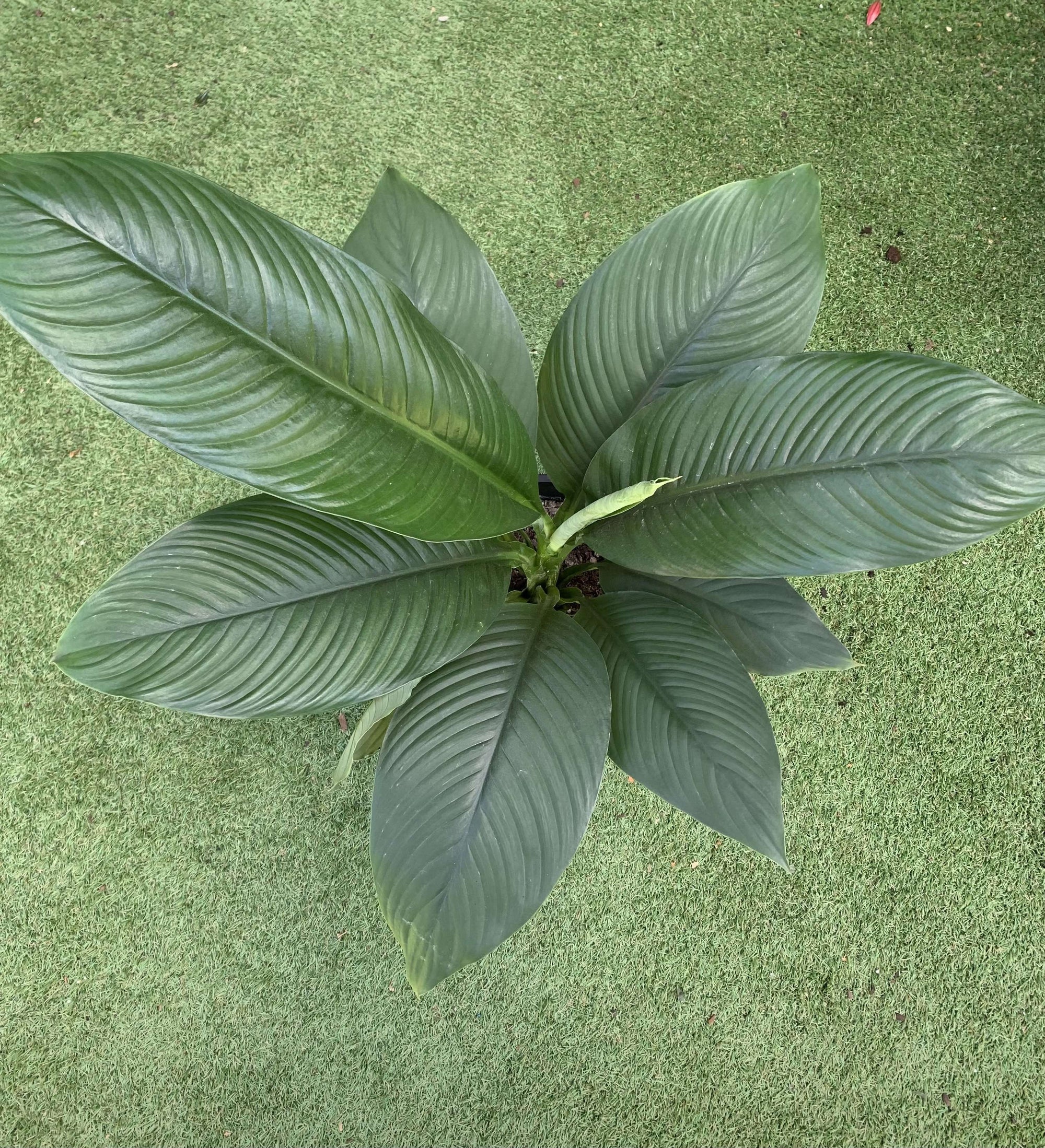 Blue Moon Peace Lily (Spathiphyllum) - 25cm Pot Folia House