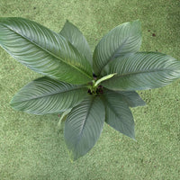 Blue Moon Peace Lily (Spathiphyllum) - 25cm Pot Folia House