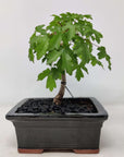 Bonsai 15cm - Acer Campestre - 'The Hedge Maple' Folia House