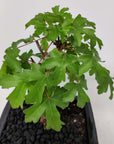 Bonsai 15cm - Acer Campestre - 'The Hedge Maple' Folia House