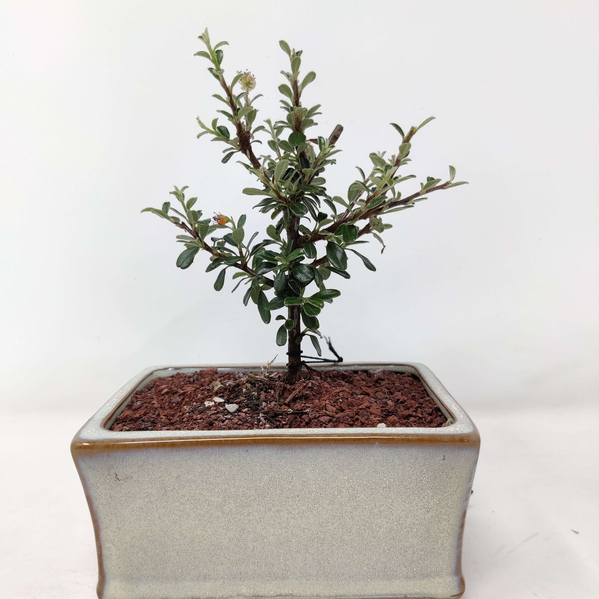 Bonsai 15cm - Cotoneaster microphyllus Folia House