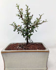 Bonsai 15cm - Cotoneaster microphyllus Folia House