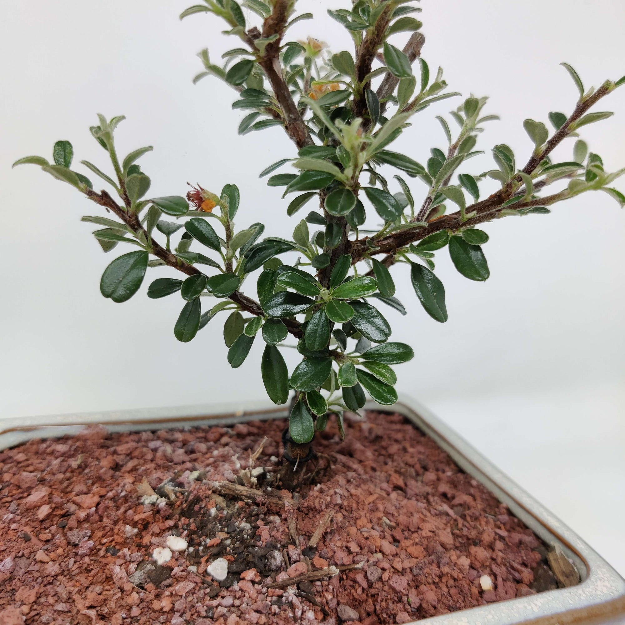 Bonsai 15cm - Cotoneaster microphyllus Folia House