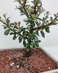 Bonsai 15cm - Cotoneaster microphyllus Folia House