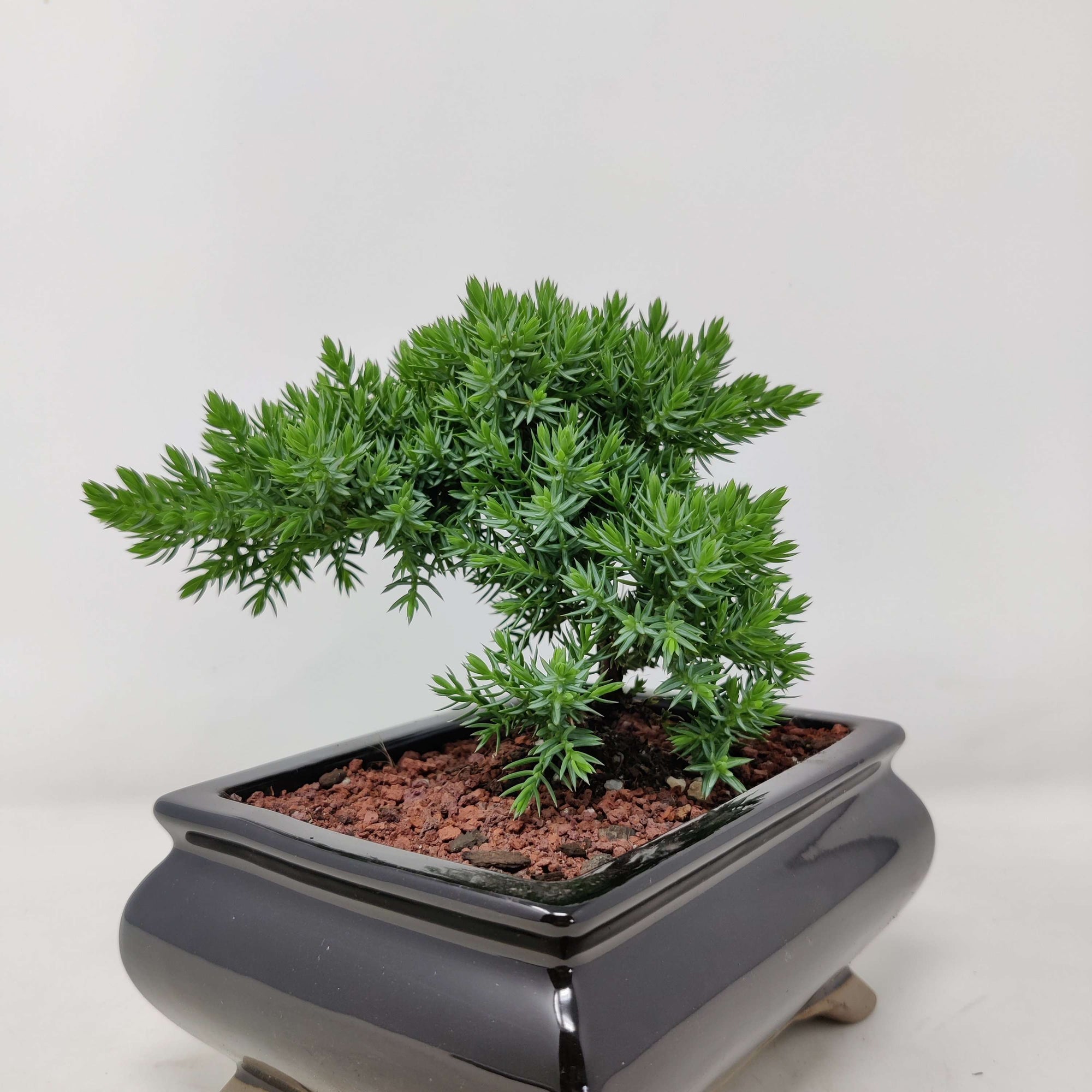 Bonsai 15cm - Juniper - Juniperus Squamata Prostata &#39;Pingii&#39; Folia House