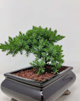 Bonsai 15cm - Juniper - Juniperus Squamata Prostata 'Pingii' Folia House