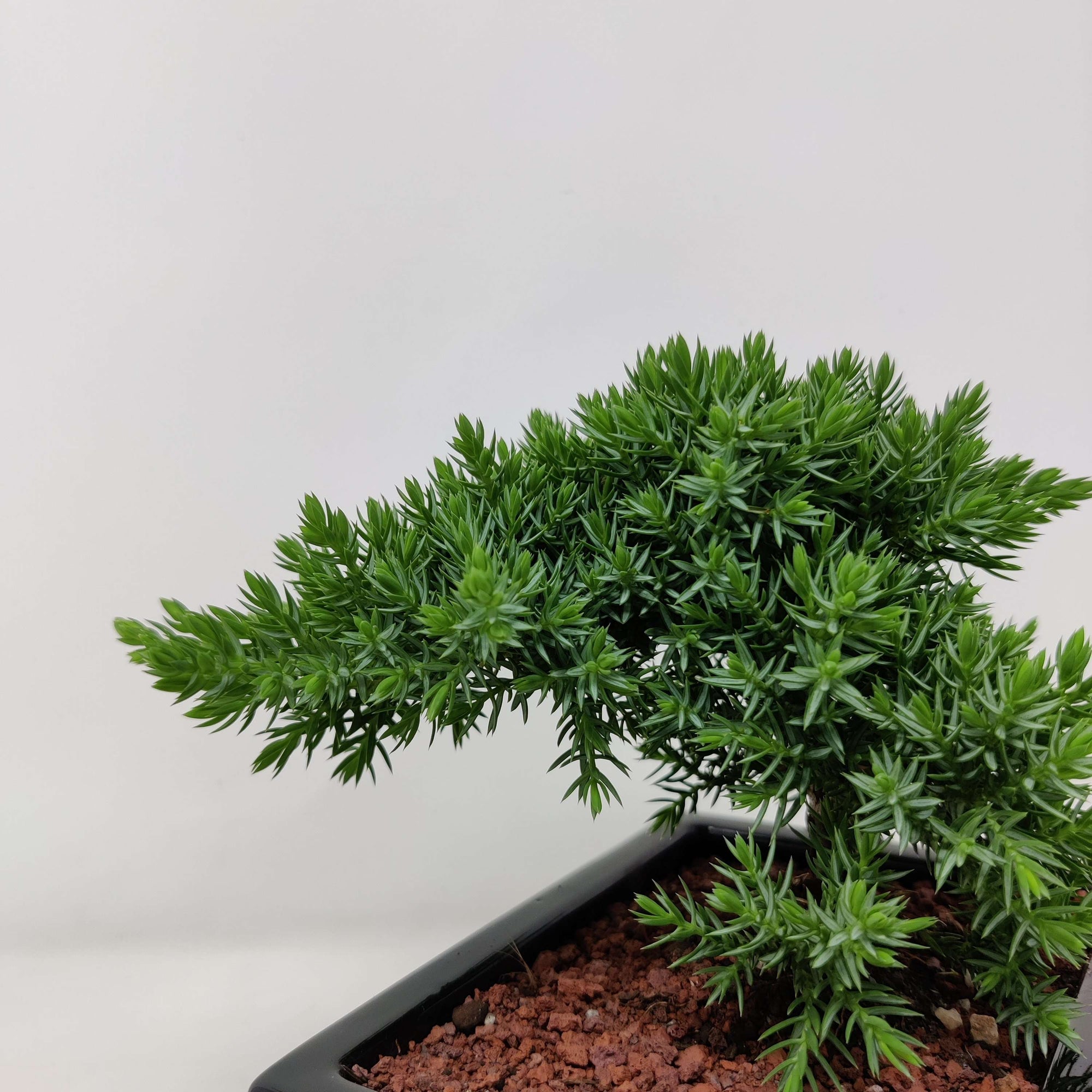 Bonsai 15cm - Juniper - Juniperus Squamata Prostata &#39;Pingii&#39; Folia House