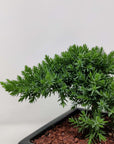 Bonsai 15cm - Juniper - Juniperus Squamata Prostata 'Pingii' Folia House